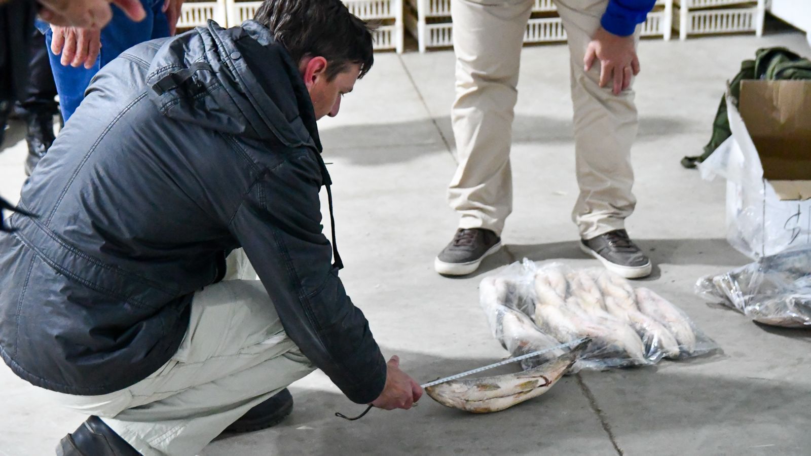 Provincia suspenderá por un año el acopio de pescado para exportación